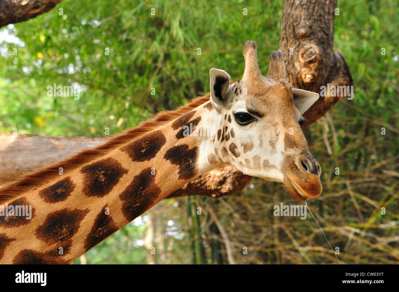 Giraffe (Giraffa camelopardalis Stock Photo Alamy