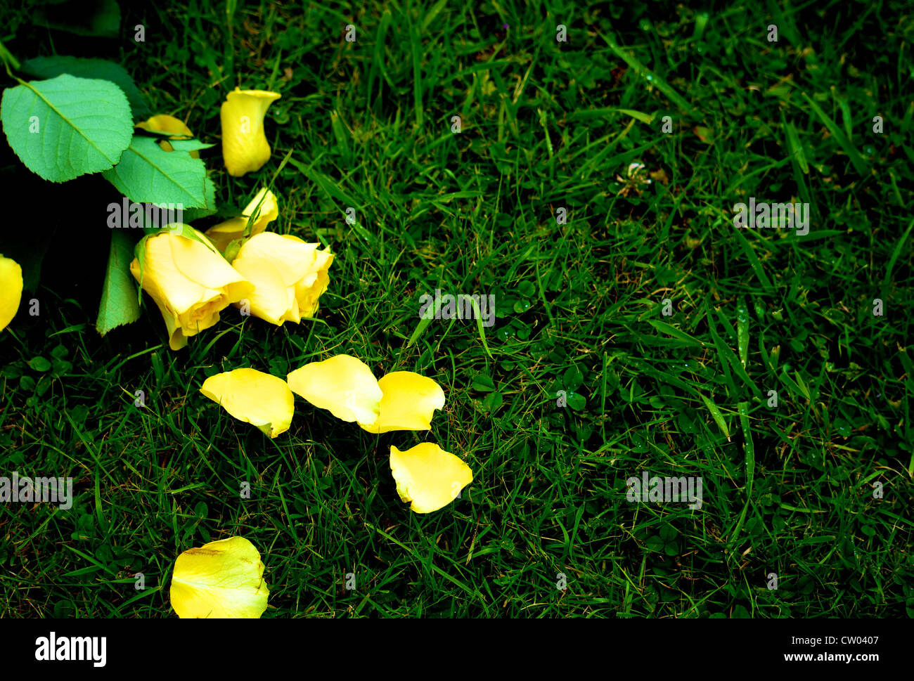 Splayed Single Roses Yellow roses splayed on ground Stock Photo - Alamy