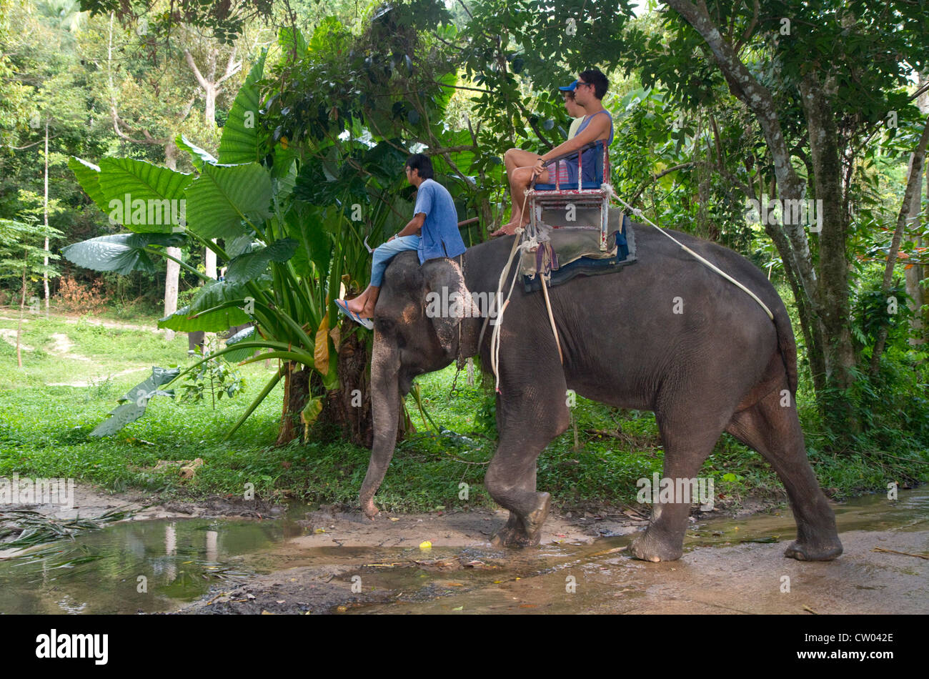 Tourists ride atop asian elephants on the island of Ko Samui, Thailand