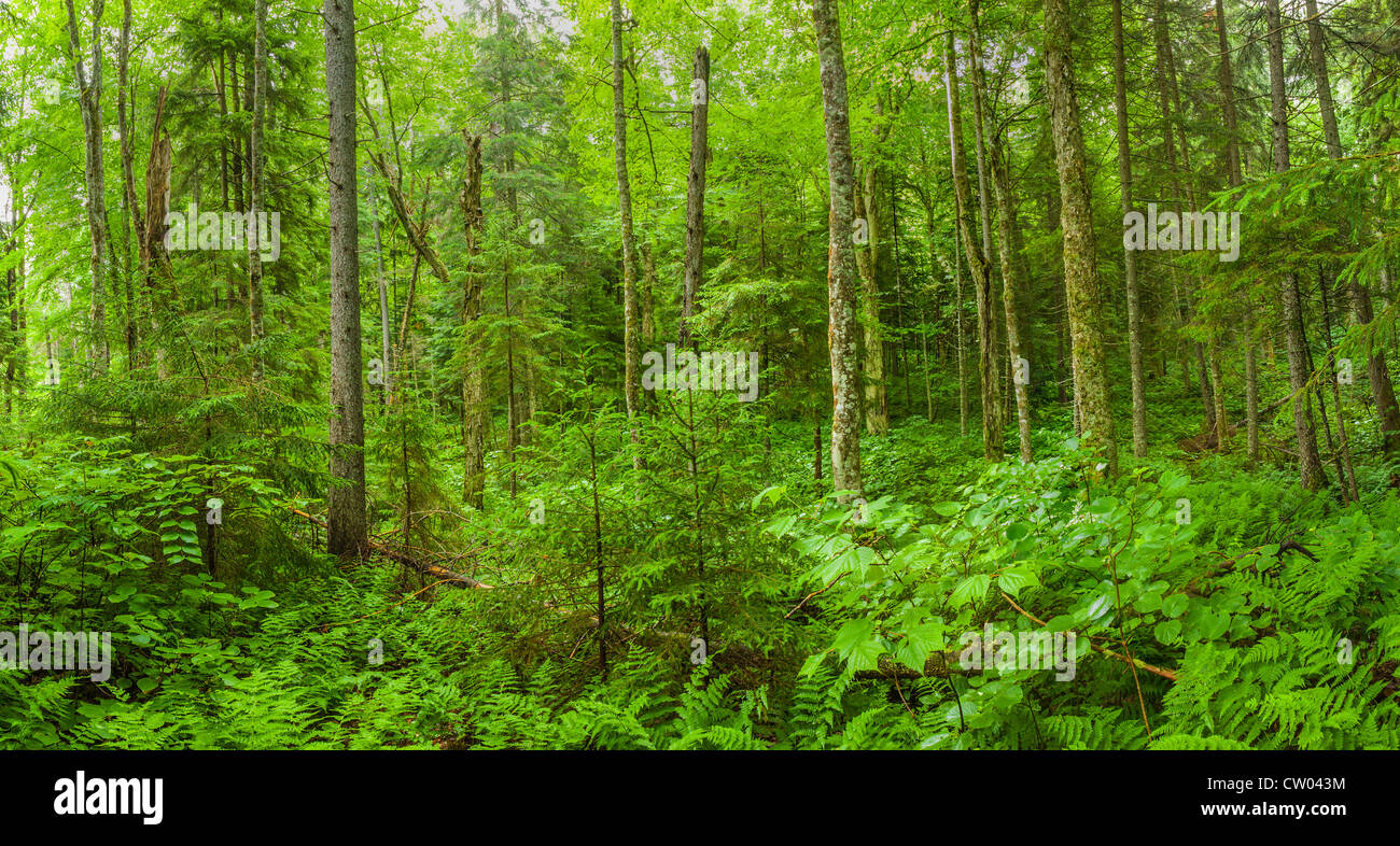 Panoramic of the woods near Old Forge in the Adirondack Mountains of New York State Stock Photo
