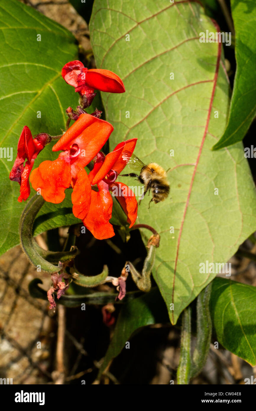 Bumble bees pollinating runner beans Stock Photo Alamy