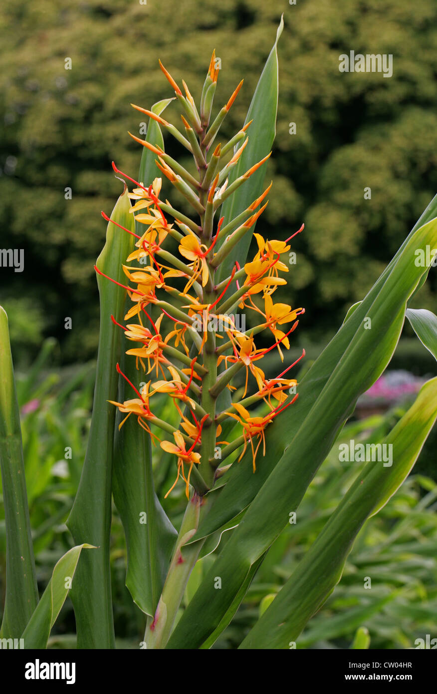 Butterfly Ginger, Hedychium kewense, Zingiberaceae, Mexico, USA, North America. Stock Photo