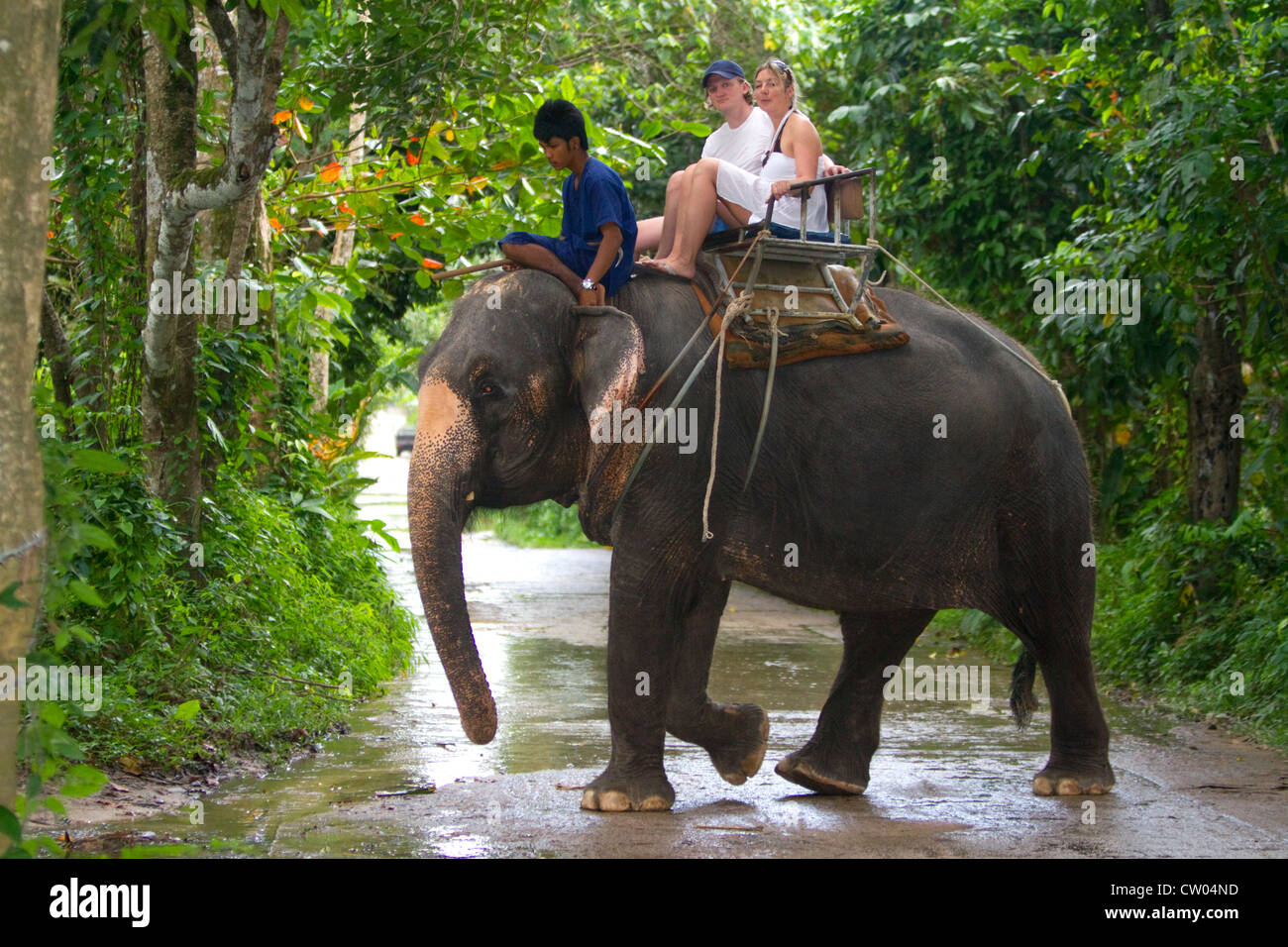 Tourists ride atop asian elephants on the island of Ko Samui, Thailand