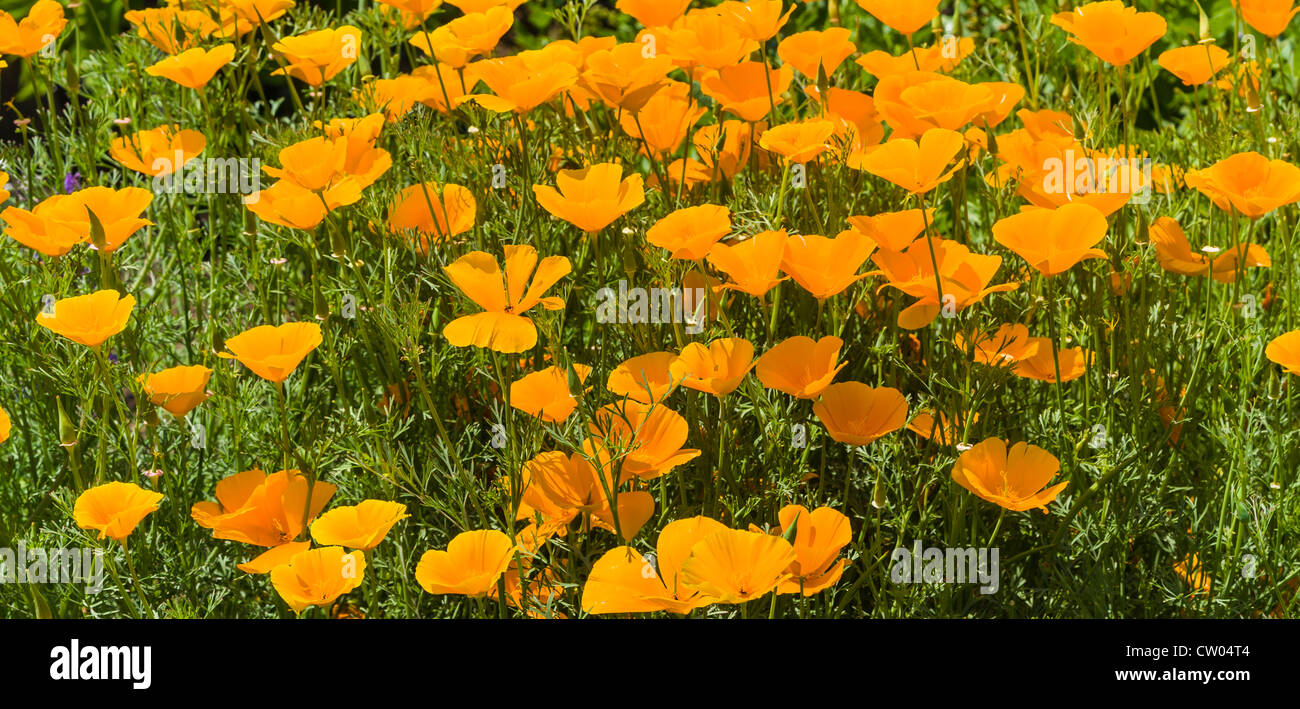 Panoramic of California Poppies Stock Photo