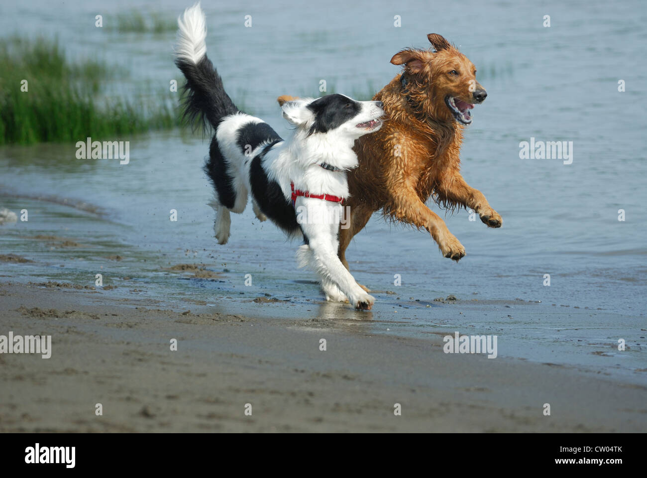 Dogs running along the shoreline playing with each other. Stock Photo
