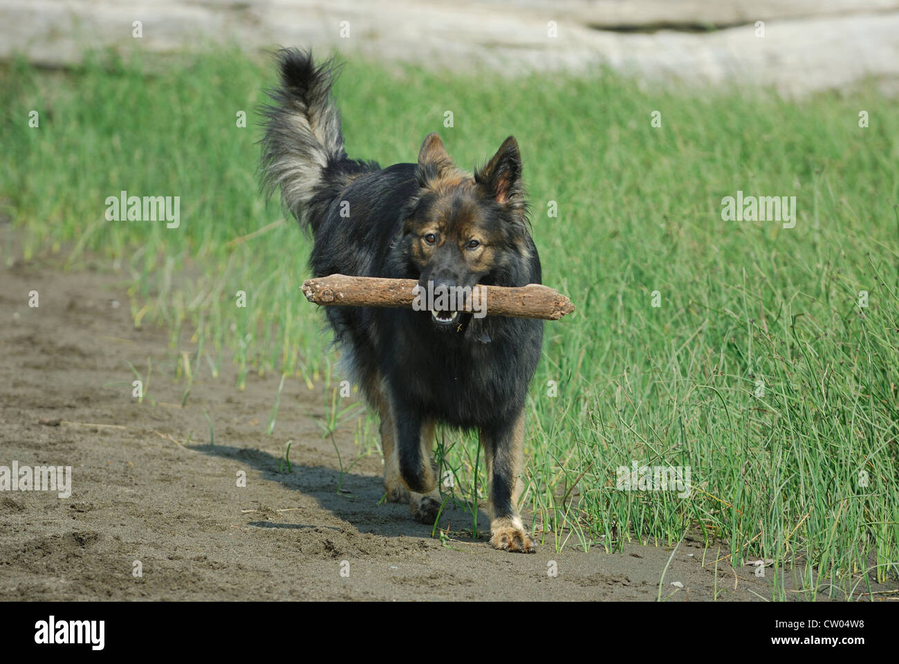 Dog carrying a large stick in its mouth Stock Photo Alamy