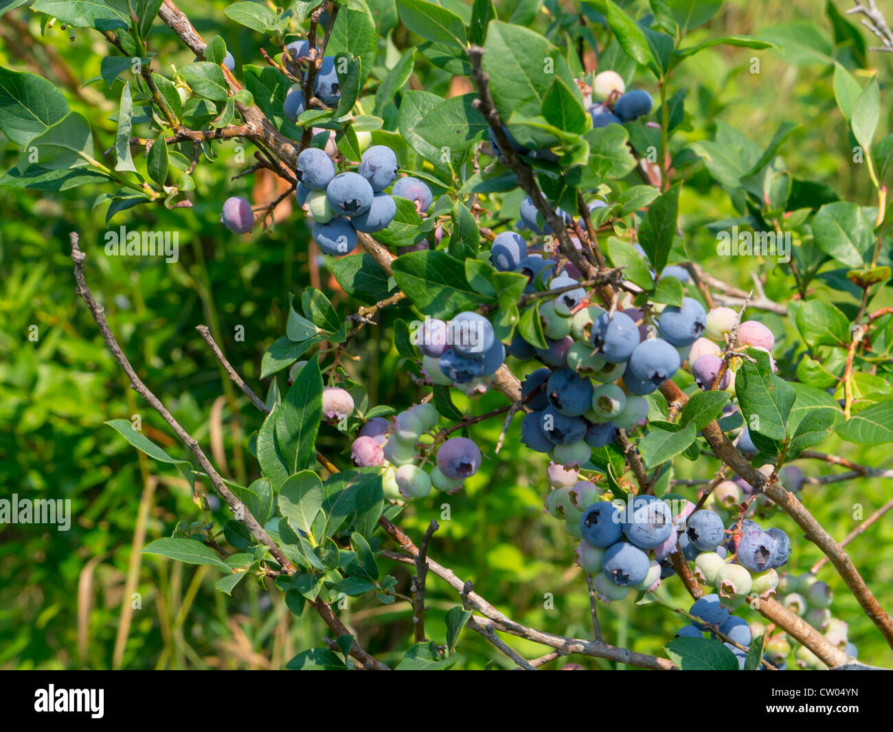 Blueberries on blueberry bush hi-res stock photography and images - Alamy