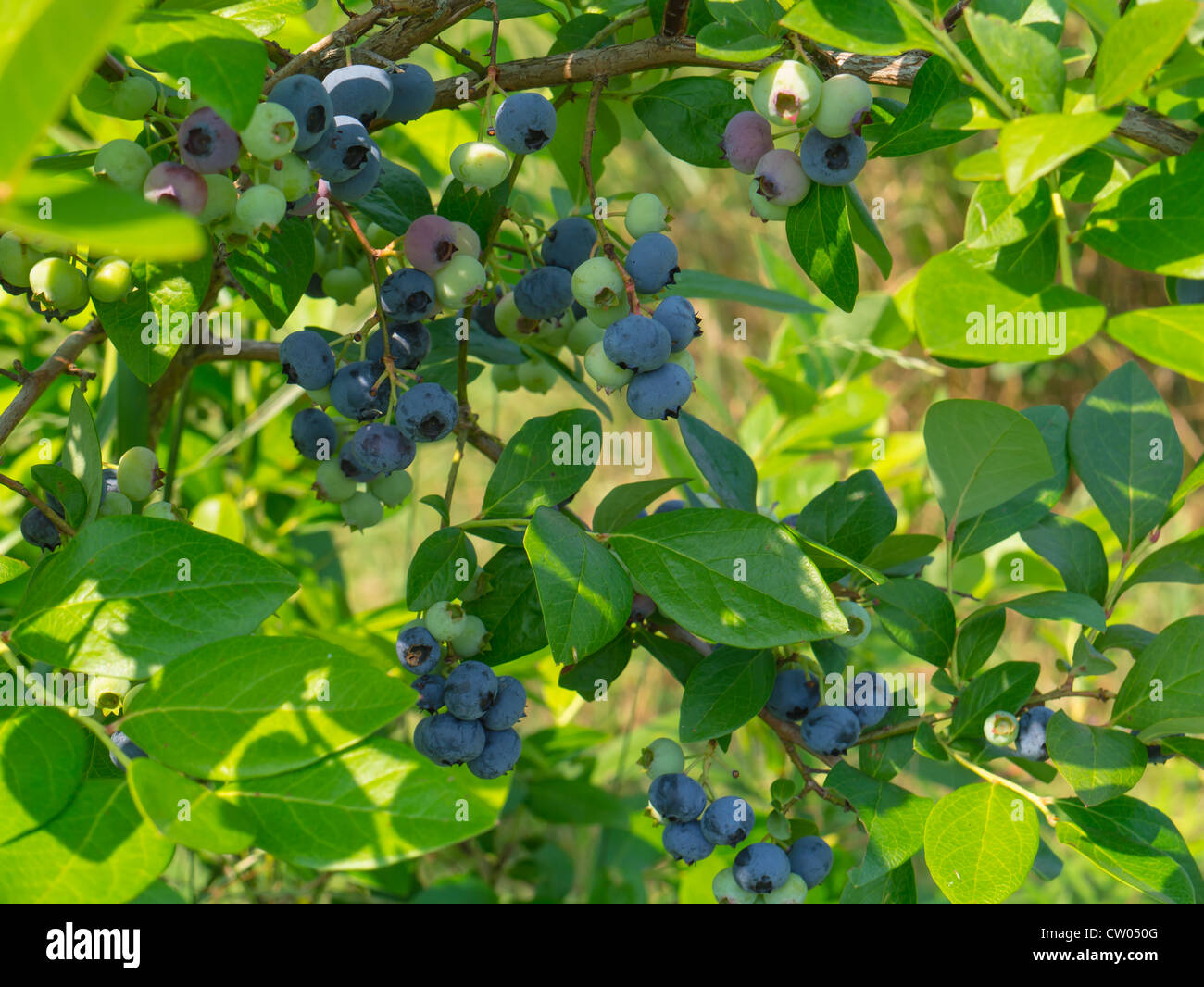 Ripe Blueberries growing on bush Stock Photo