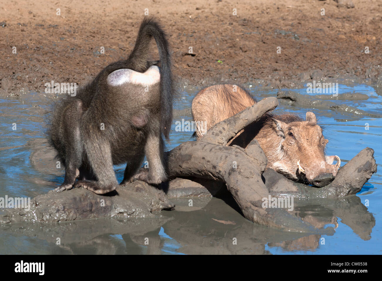 Warthog, (Phacochoerus aethiopicus), drinking next to Chacma baboon, Mkhuze game reserve, South Africa Stock Photo