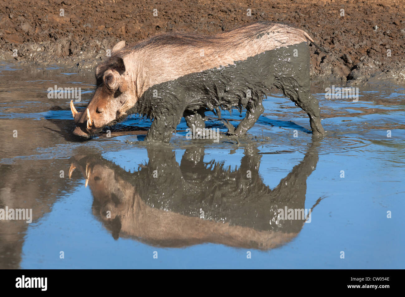 Warthog (Phacochoerus aethiopicus), at water, Mkhuze game reserve, South Africa Stock Photo