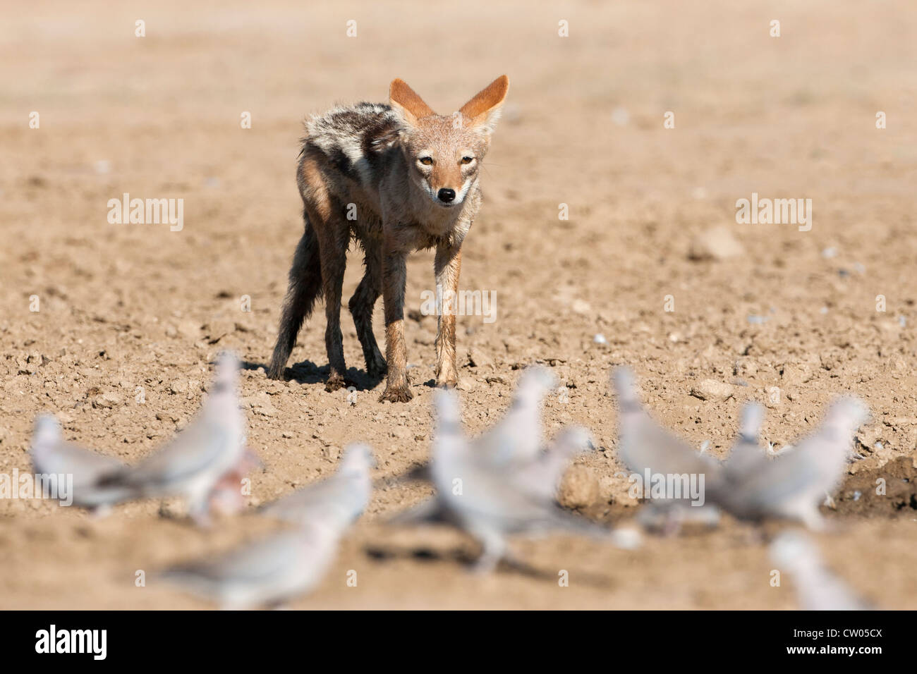 Blackbacked jackal, Canis mesomelas, stalking doves, Kgalagadi Transfrontier Park, South Africa Stock Photo