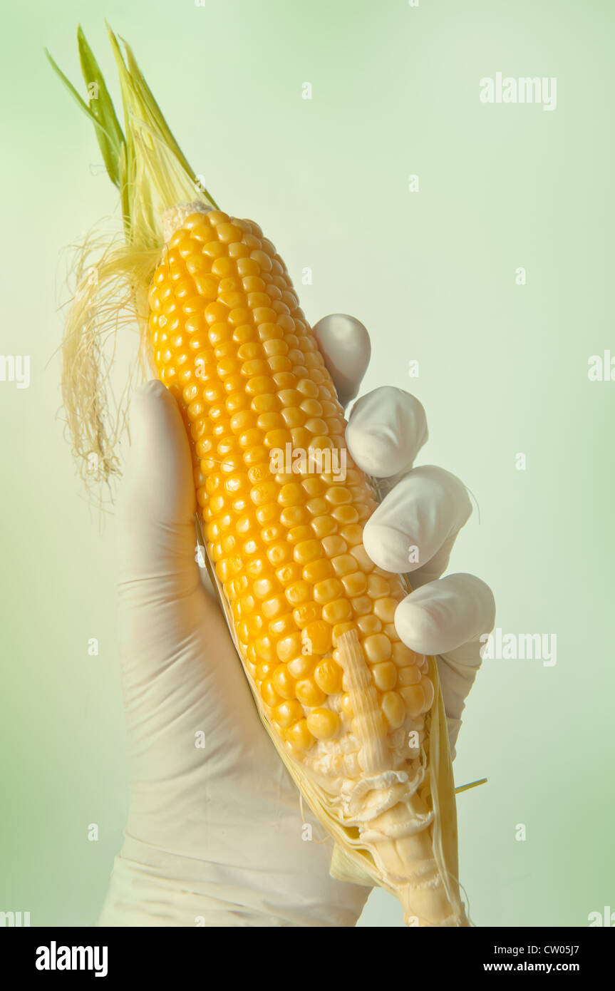 Sweet corn in engineering laboratory, gmo food concept Stock