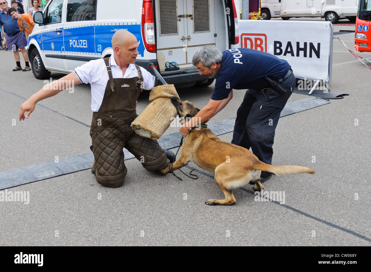 K-9 Belgian Shepherd Dog Malinois German Police Dog performing a protection dog exercise in public biting in the dog trainer arm Stock Photo