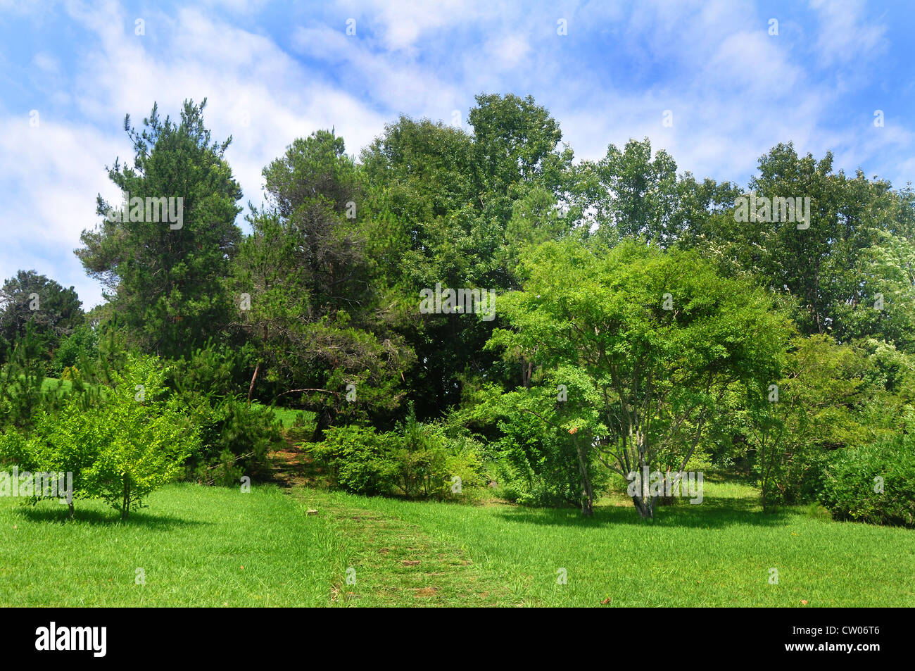 Green park on the hill. Sochi arboretum Stock Photo