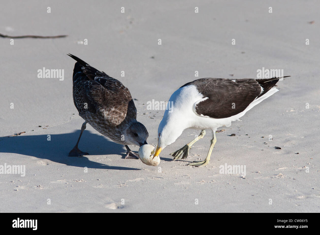 Cape gulls, Larus vetula, eating African penguin egg, Cape Town, South Africa Stock Photo