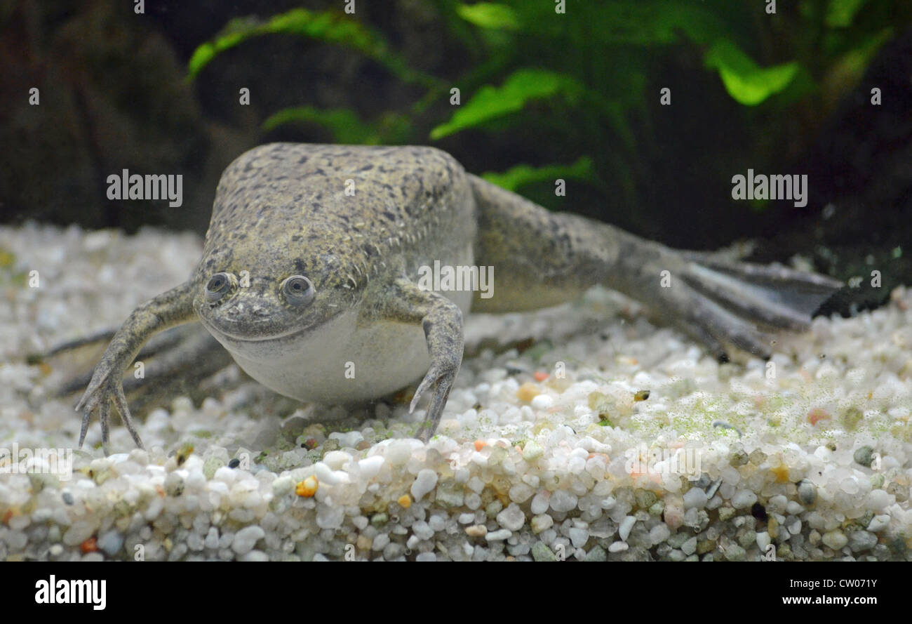 African Clawed Frog Xenopus Laevis Stock Photo