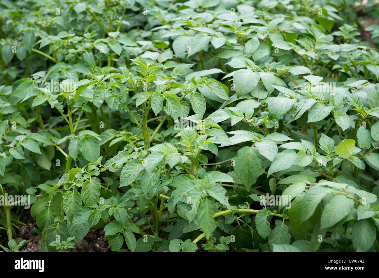 Potato Plants Growing in Heavy Clay Soil Stock Photo Alamy