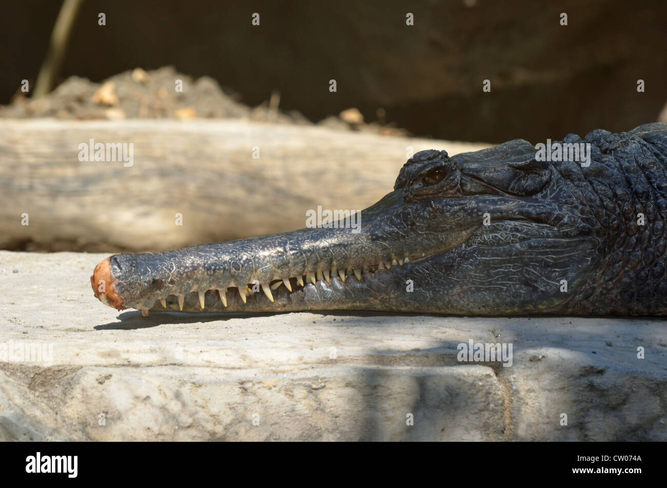 Gharial or Gavial Crocodile basking Stock Photo