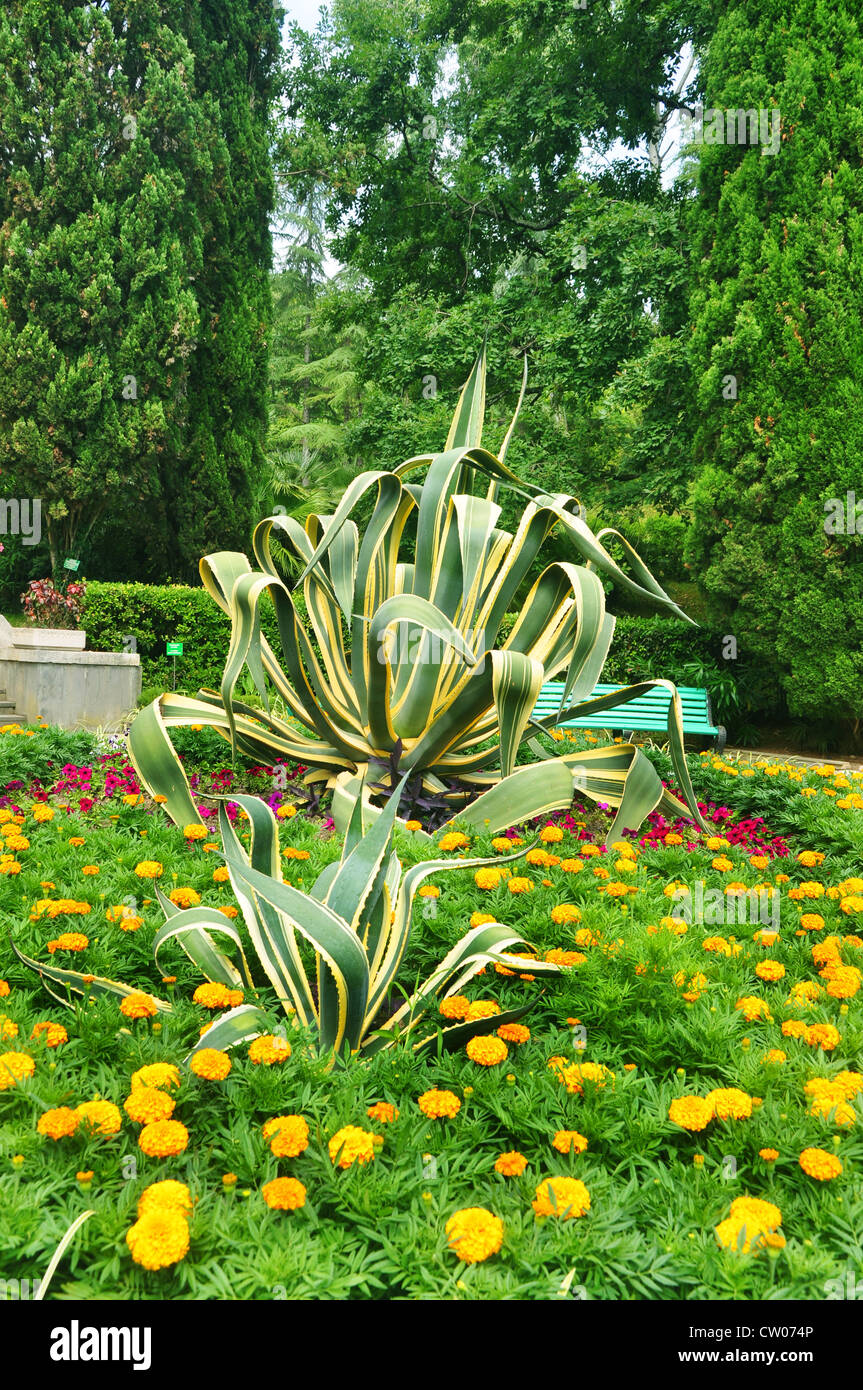 Striped American agave in a tropical park. Sochi Arboretum Stock Photo