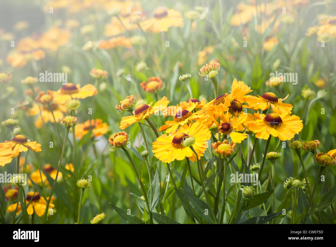 Bright yellow helenium flowers in the garden Stock Photo