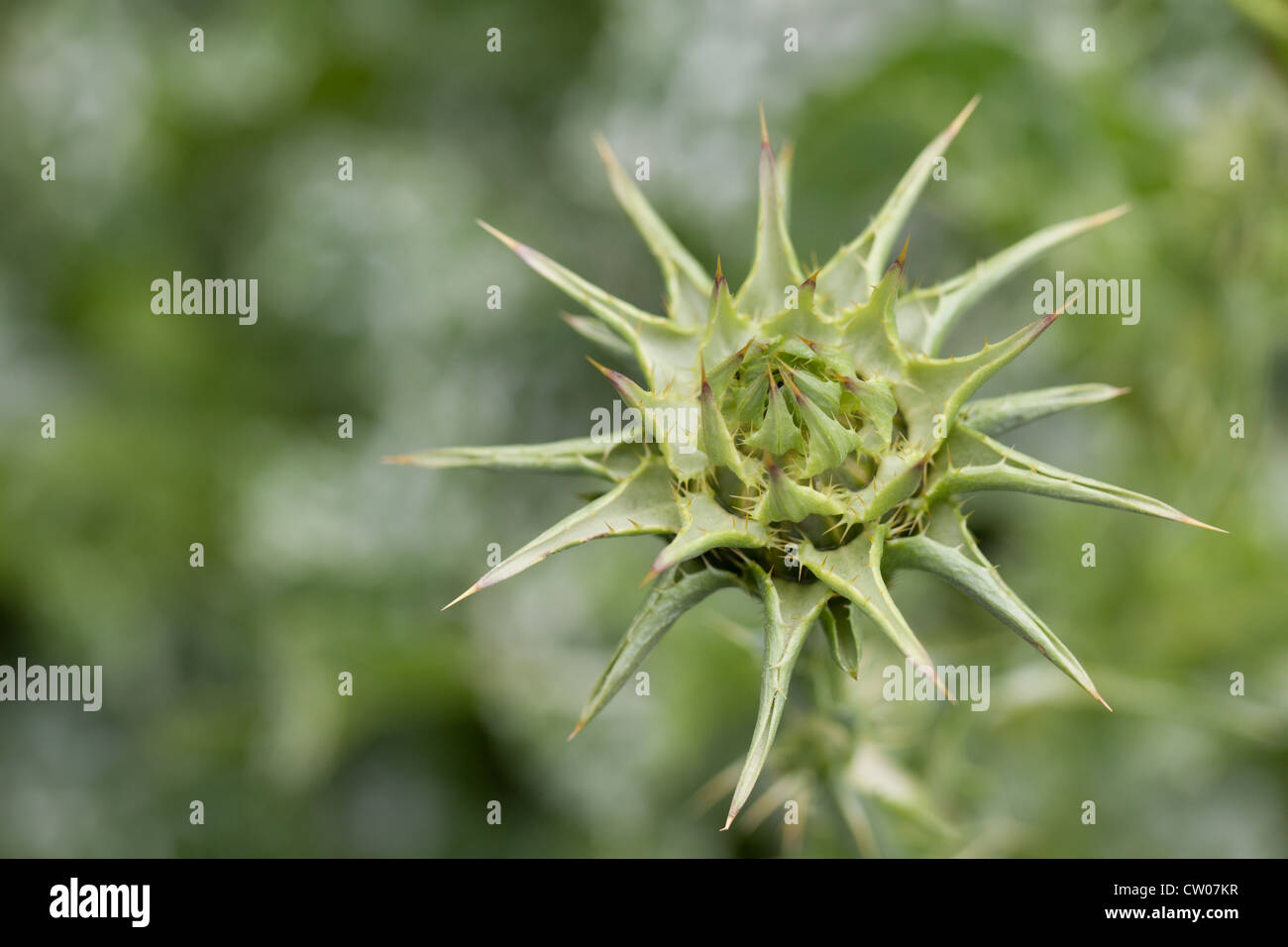 Marian thistle (Silybum marianum) healing plant Stock Photo