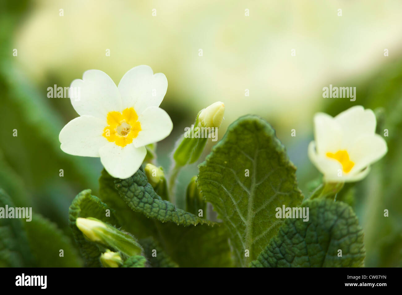 Primroses, Primula vulgaris, in Northumberland, UK Stock Photo Alamy