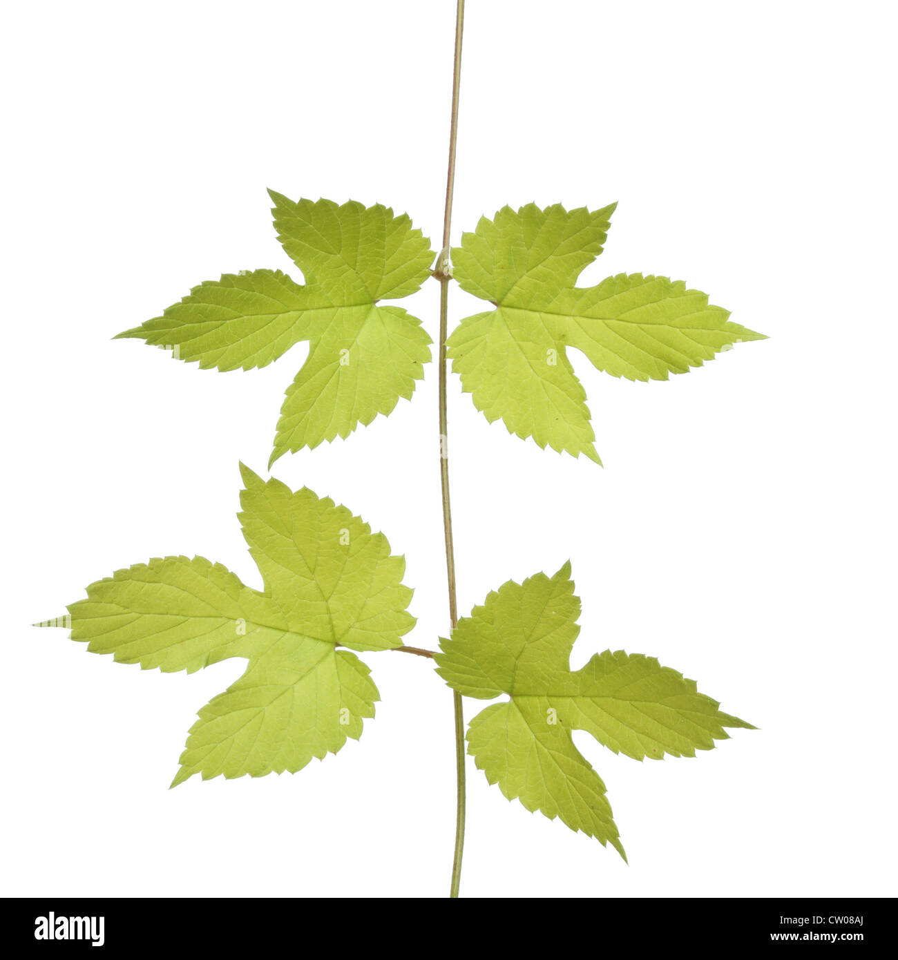 Four golden hop leaves isolated against white Stock Photo