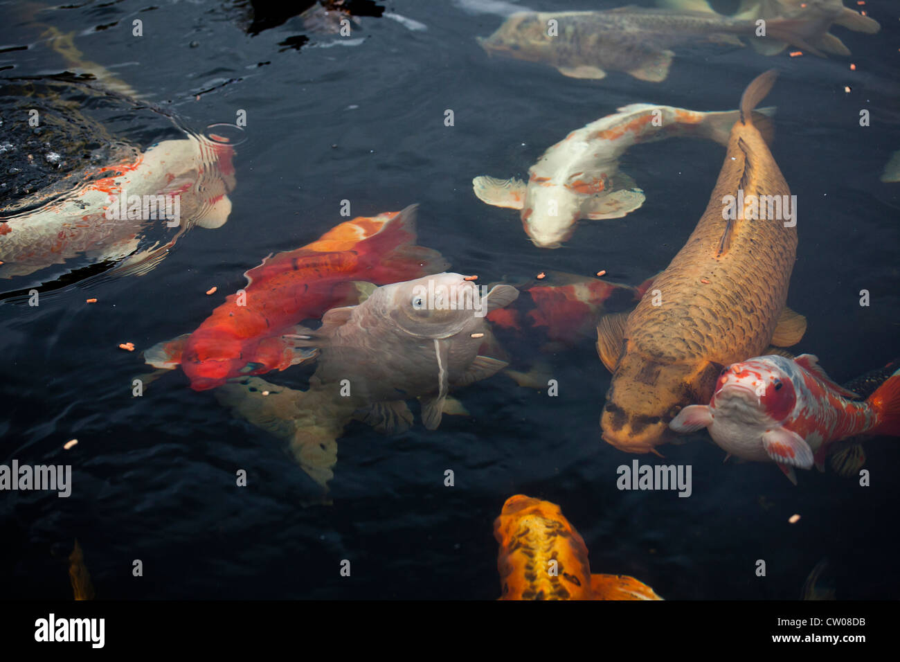 koi-fish-feeding-stock-photo-alamy