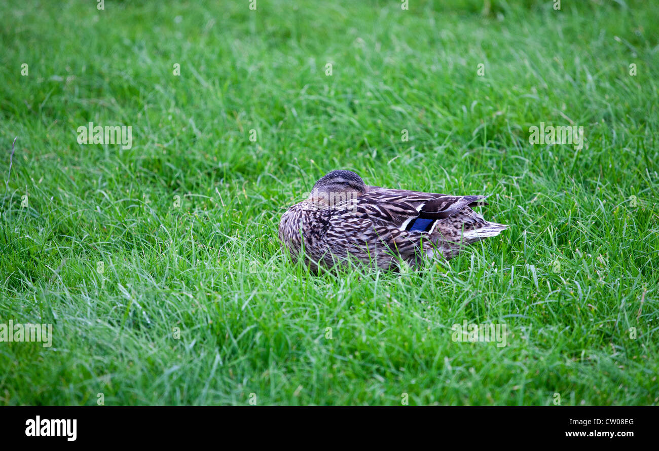 Mallard duck Stock Photo
