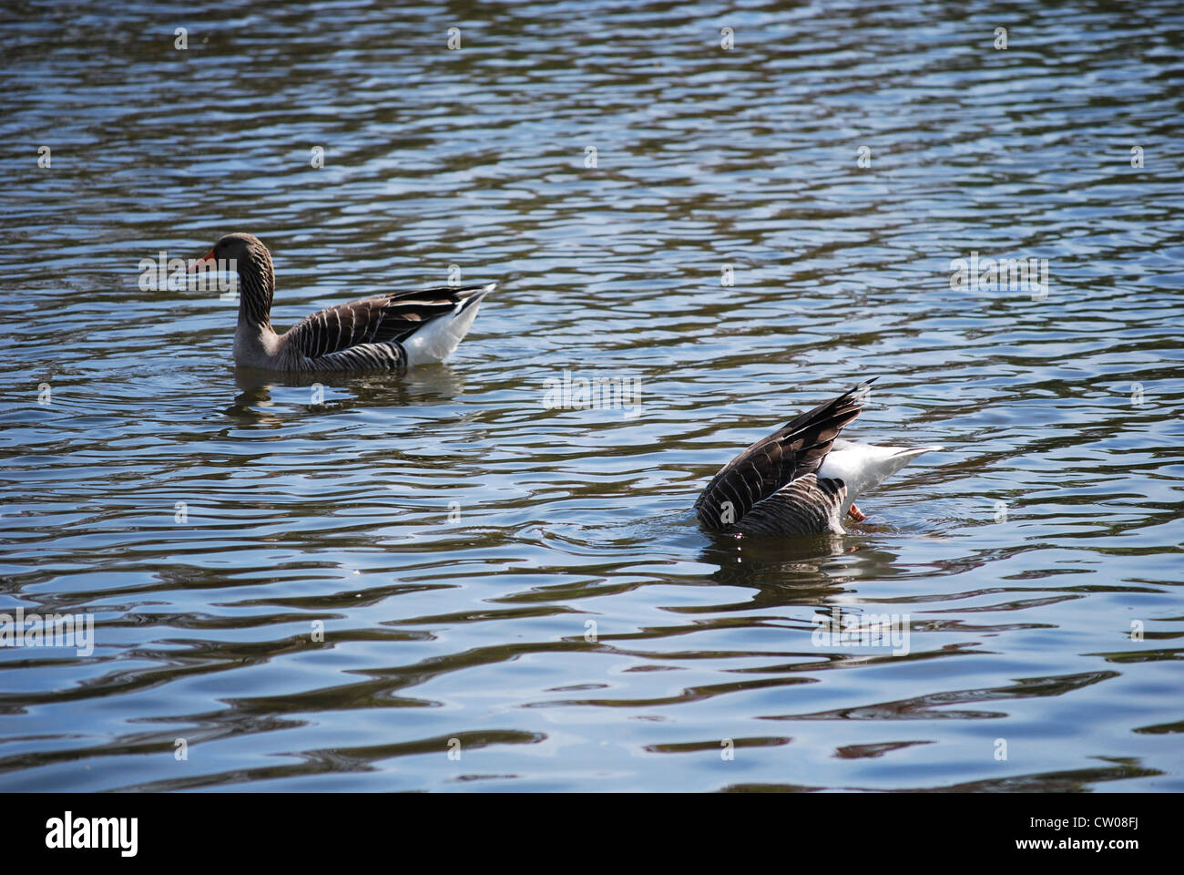 Ducks in a Pond. Stock Photo