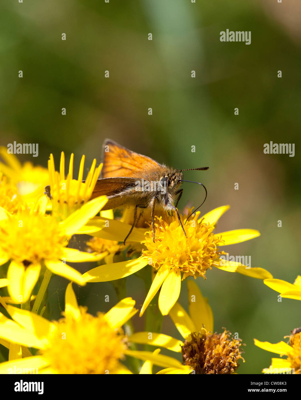 Small Skipper on Oxford Ragwort Stock Photo