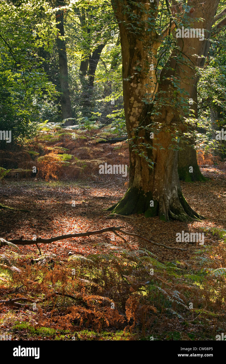 Sunlight shining through trees in Autumn in the New Forest, Hampshire UK Stock Photo