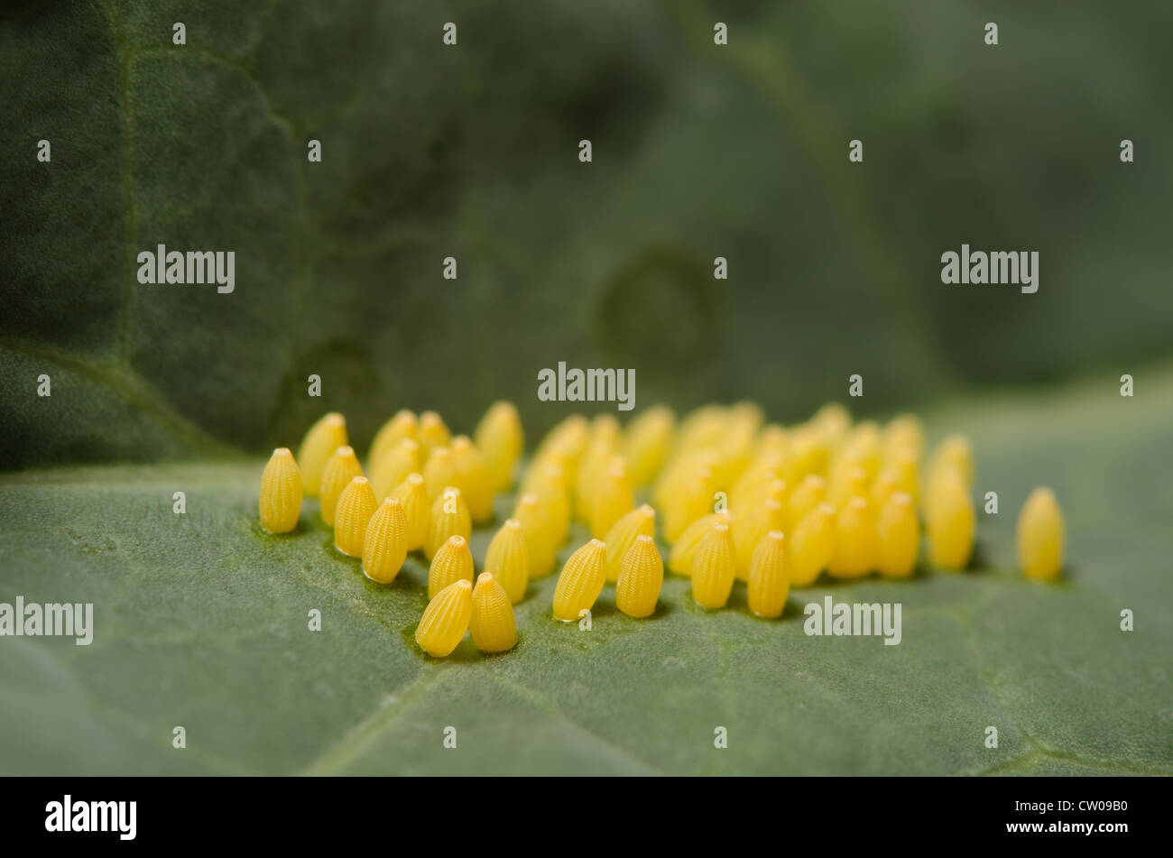 Large cabbage white butterfly eggs Pieris brassicae laid on host plant
