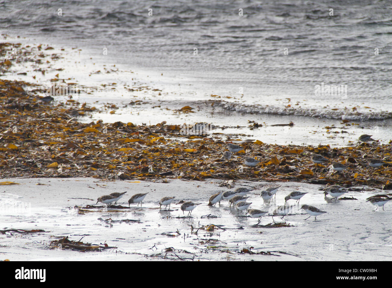 Sanderlings (Calidris alba) feeding on a beach. Stock Photo