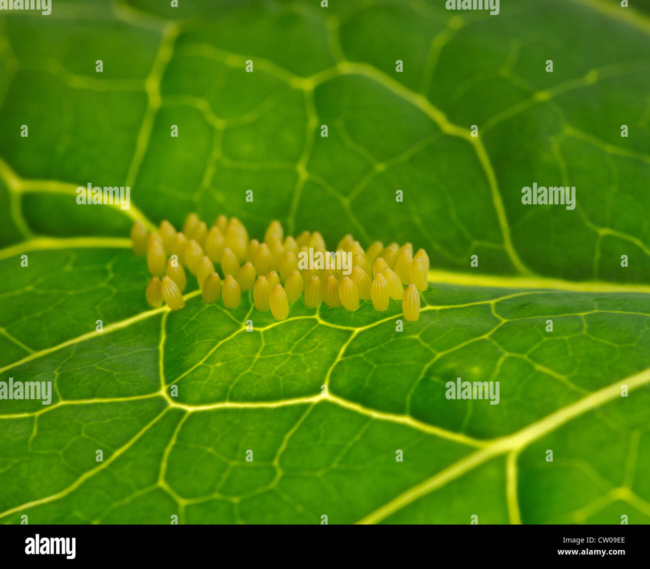Caterpillar eggs hatching hires stock photography and images Alamy