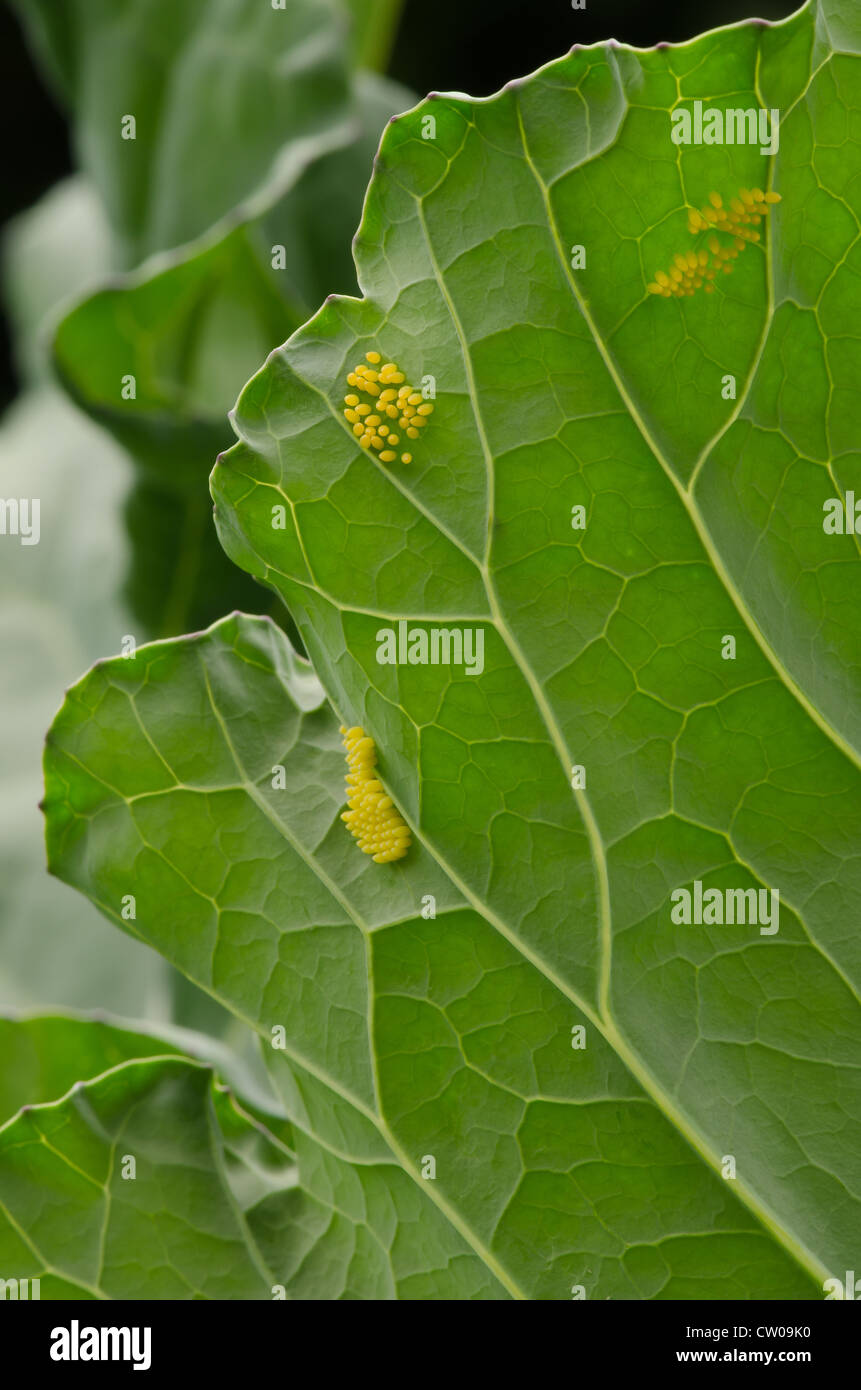Large cabbage white butterfly eggs Pieris brassicae laid on host plant Brassicaceae Brassica
