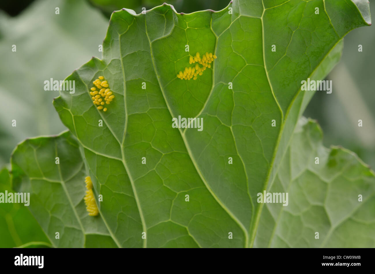 Large cabbage white butterfly eggs Pieris brassicae laid on host plant