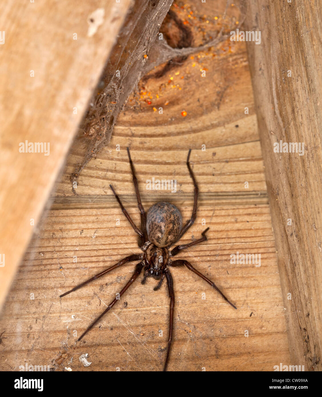 Tegenaria gigantea Spider Stock Photo