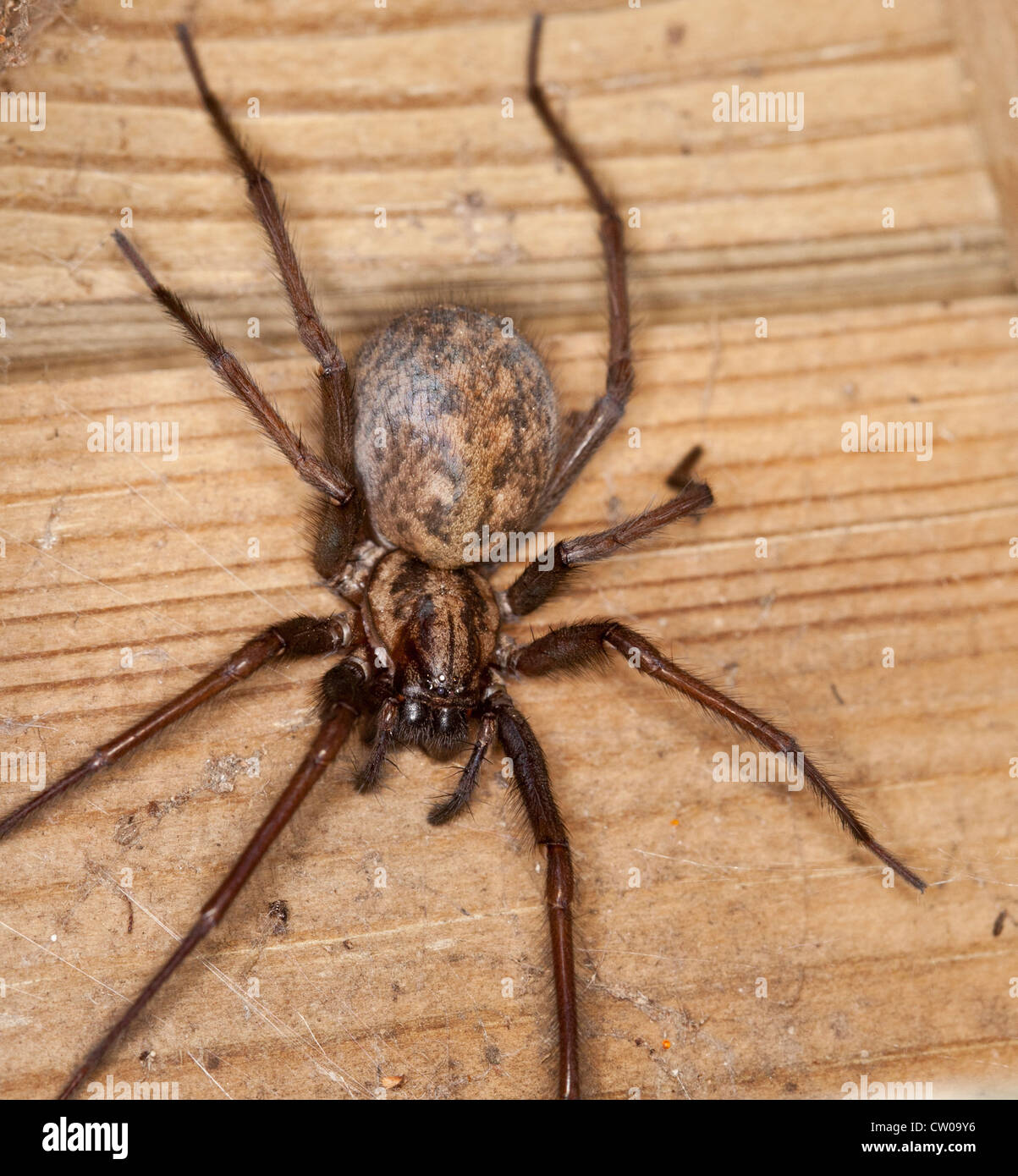 Tegenaria gigantea Spider Stock Photo