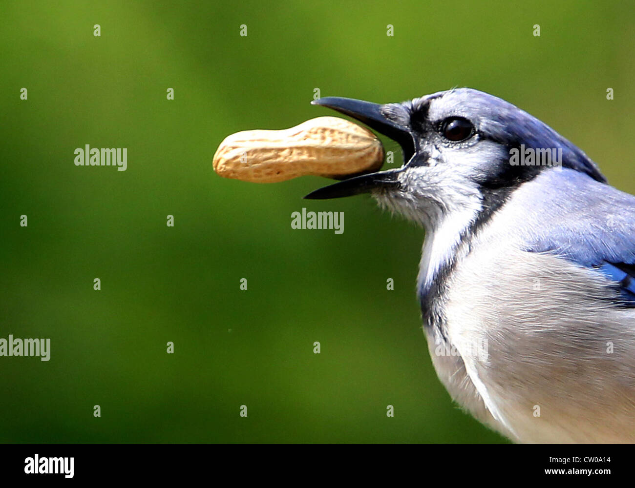 Bird with a pranut hires stock photography and images Alamy