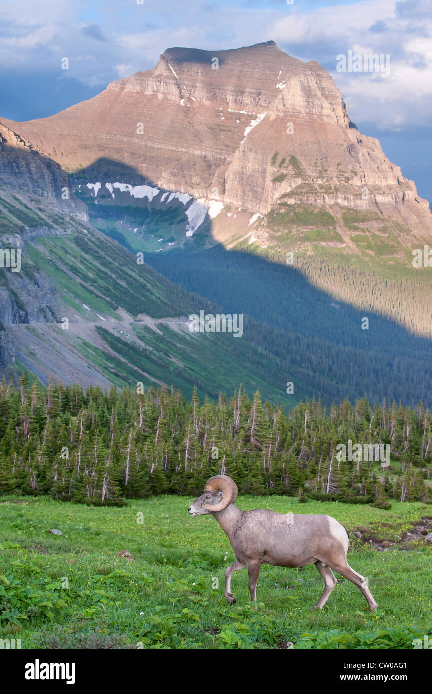 A Bighorn Ram (Ovis canadensis) strides across a majestic landscape in Glacier National Park, Montana Stock Photo
