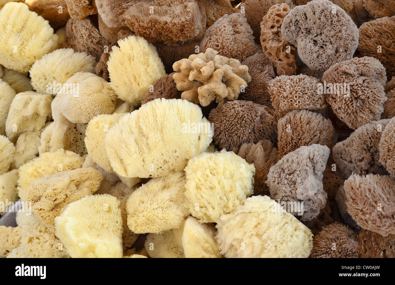 Some natural light and dark sea sponges for sale. This image was taken