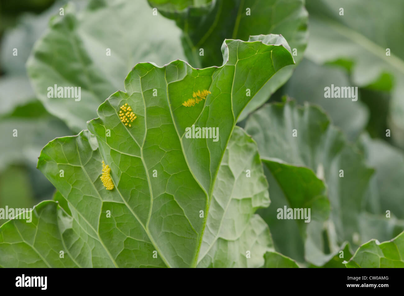 Mustard underside hires stock photography and images Alamy
