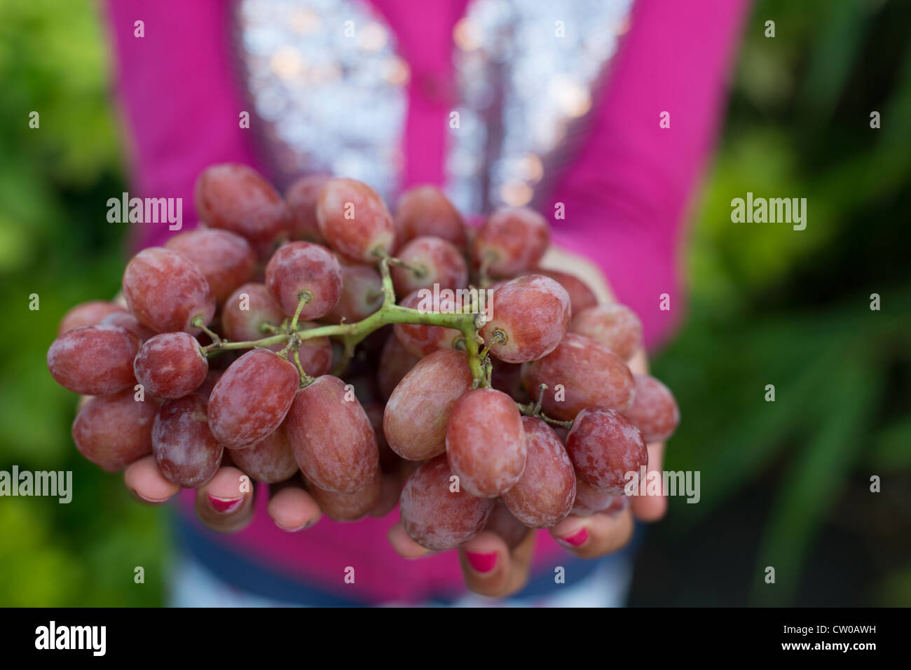 Girl holds freshly picked grape Stock Photo