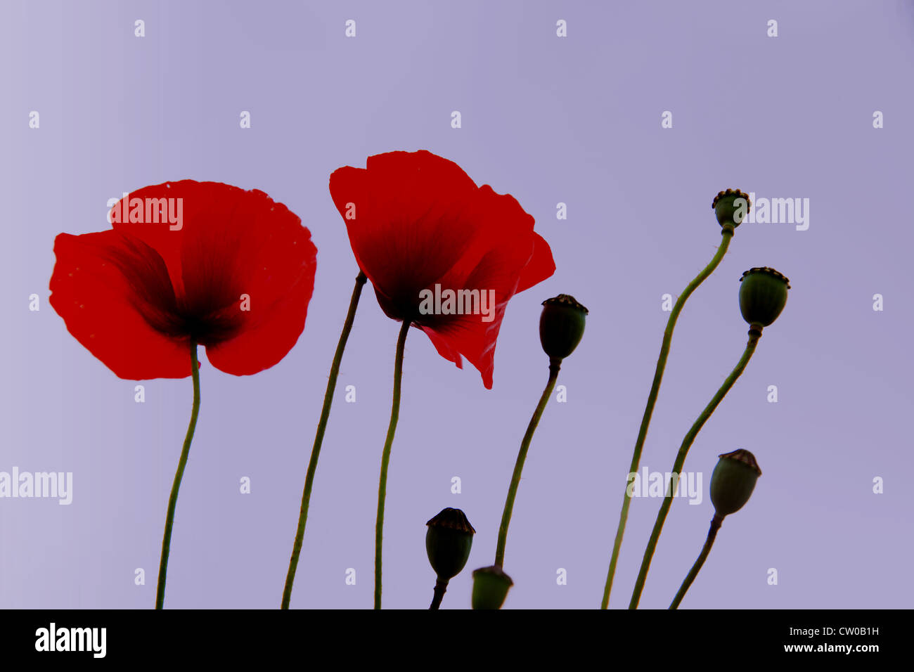 Three purple poppies hi-res stock photography and images - Alamy