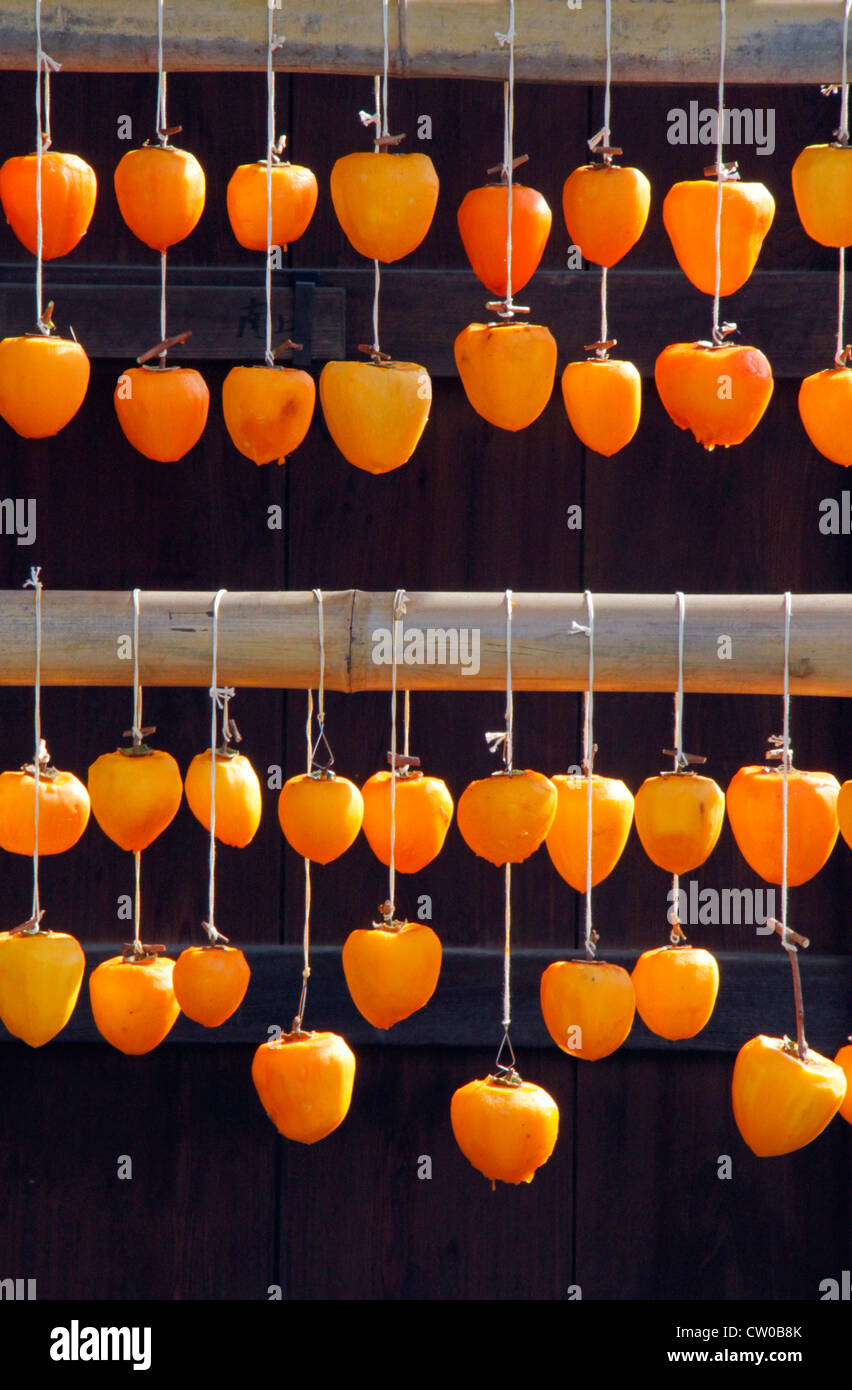 Drying pealed persimmon fruit to make Korogaki Yamanashi Japan Stock ...