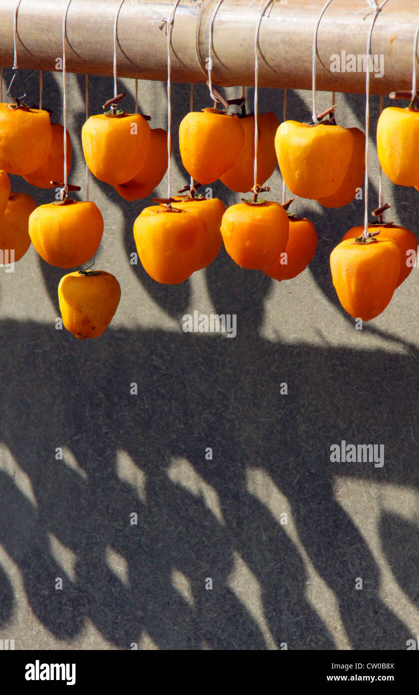 Drying pealed persimmon fruit to make Korogaki Yamanashi Japan Stock ...