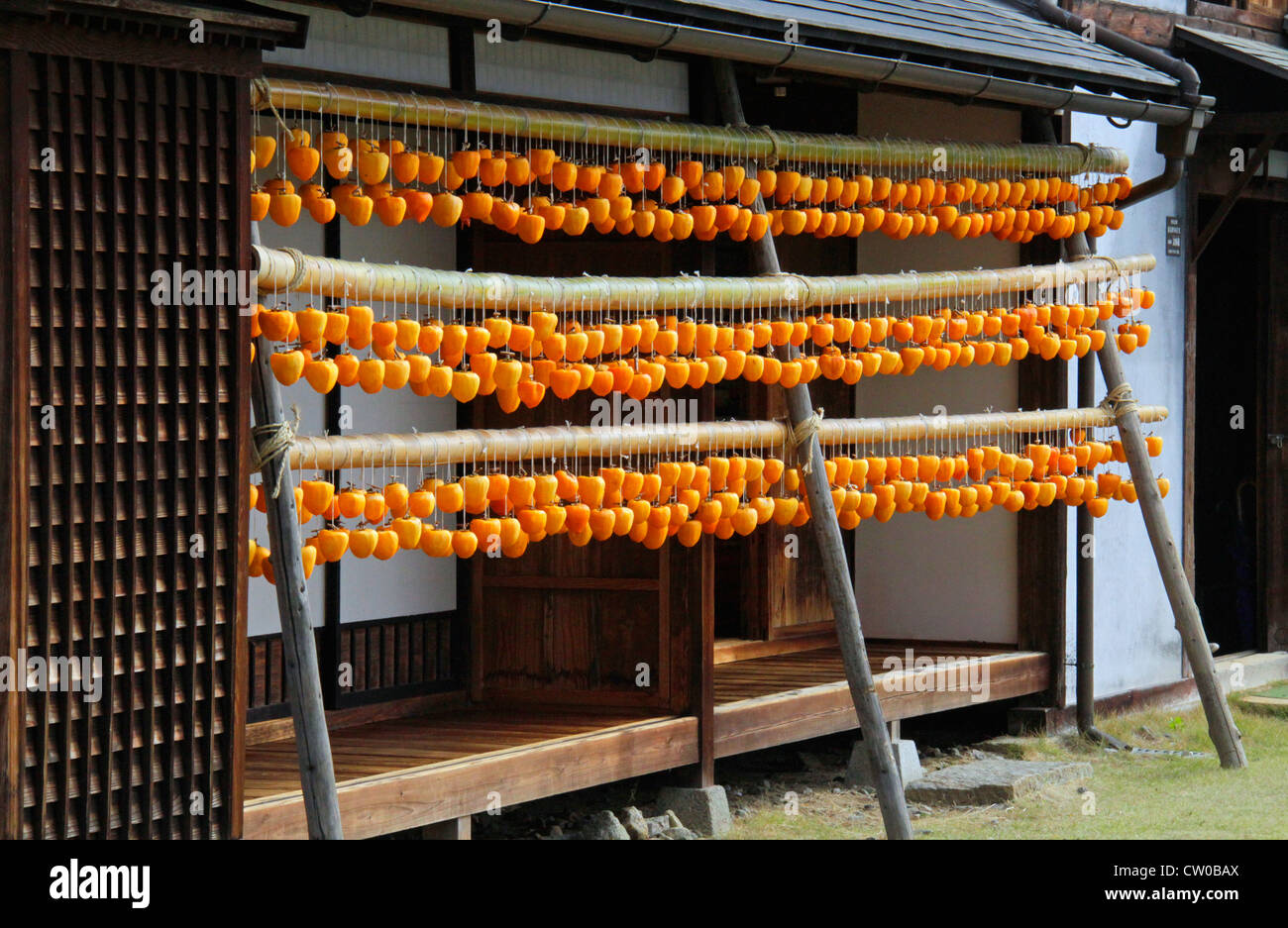 Drying pealed persimmon fruit to make Korogaki Yamanashi Japan Stock ...