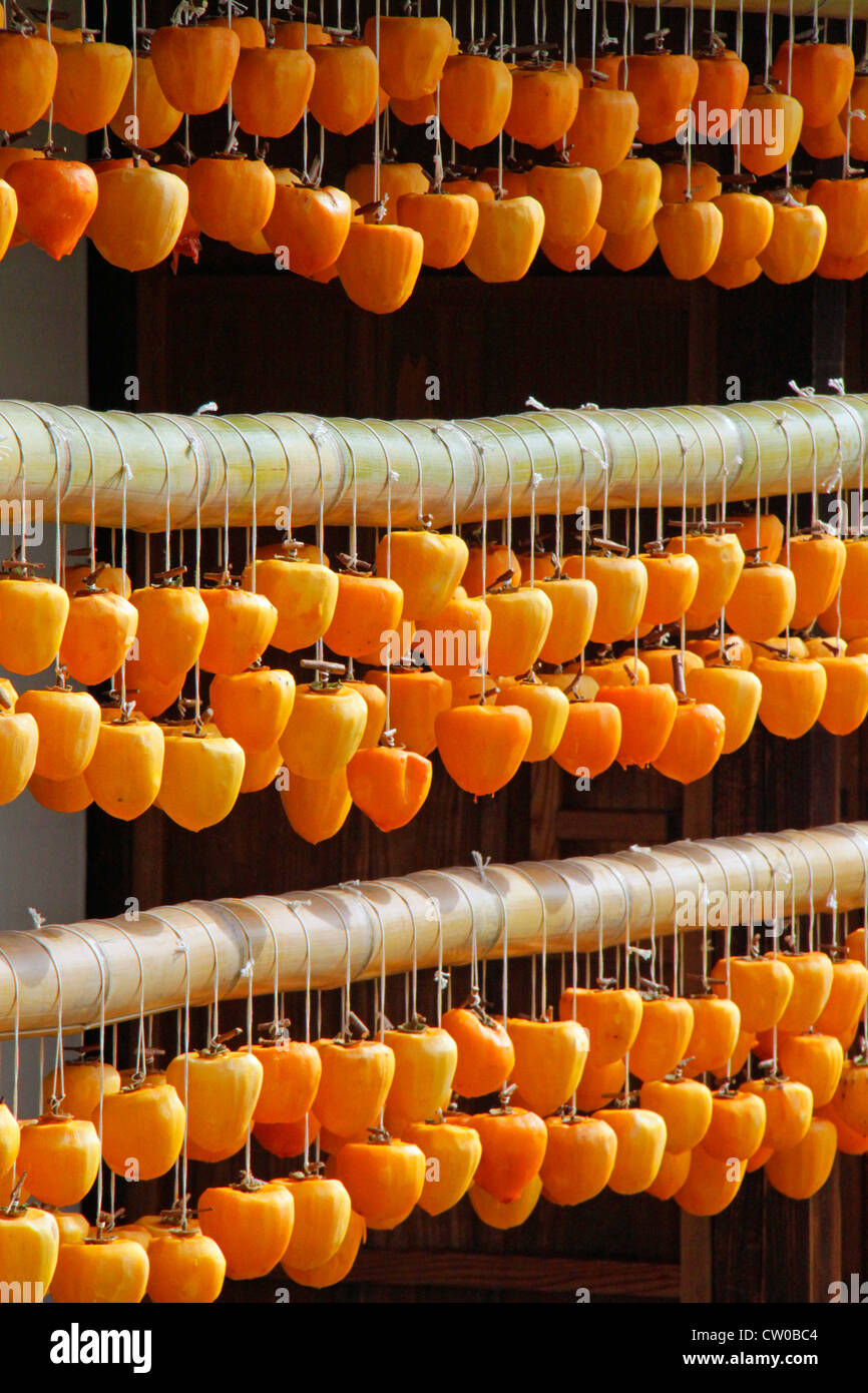 Drying pealed persimmon fruit to make Korogaki Yamanashi Japan Stock ...