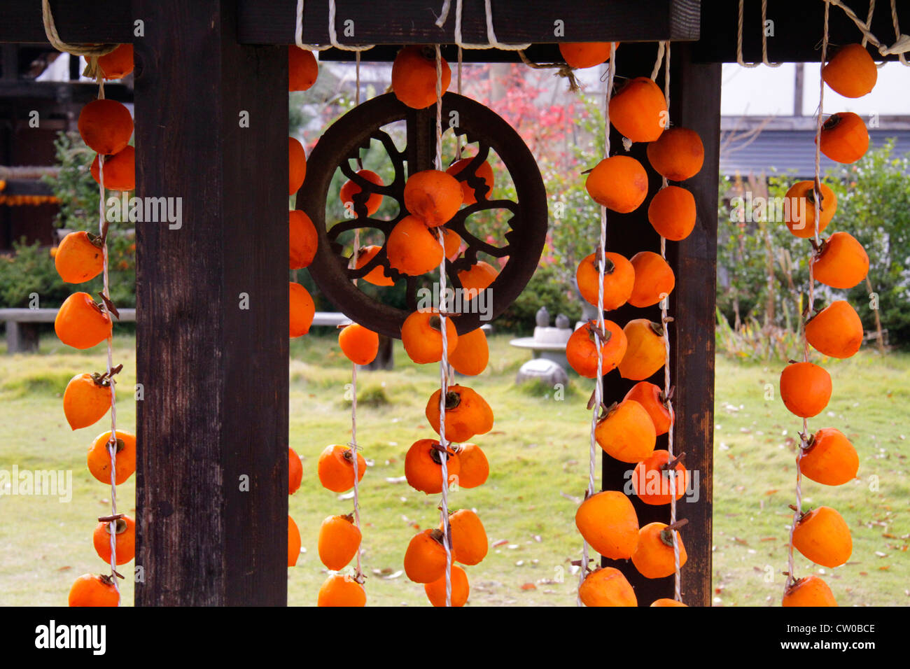 Drying pealed persimmon fruit to make Korogaki Yamanashi Japan Stock ...